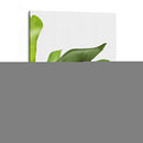 Hojas De Plátano 1, Verde En Blanco - Fab Funky | Cuadro decorativo de Canvas Lab