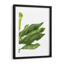 Hojas De Plátano 1, Verde En Blanco - Fab Funky | Cuadro decorativo de Canvas Lab