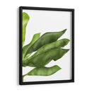 Hojas De Plátano 1, Verde En Blanco - Fab Funky | Cuadro decorativo de Canvas Lab