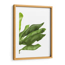 Hojas De Plátano 1, Verde En Blanco - Fab Funky | Cuadro decorativo de Canvas Lab