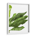 Hojas De Plátano 1, Verde En Blanco - Fab Funky | Cuadro decorativo de Canvas Lab