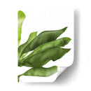 Hojas De Plátano 1, Verde En Blanco - Fab Funky | Cuadro decorativo de Canvas Lab