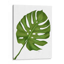 Hoja De Monstera 1, Verde En Blanco - Fab Funky | Cuadro decorativo de Canvas Lab