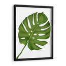 Hoja De Monstera 1, Verde En Blanco - Fab Funky | Cuadro decorativo de Canvas Lab