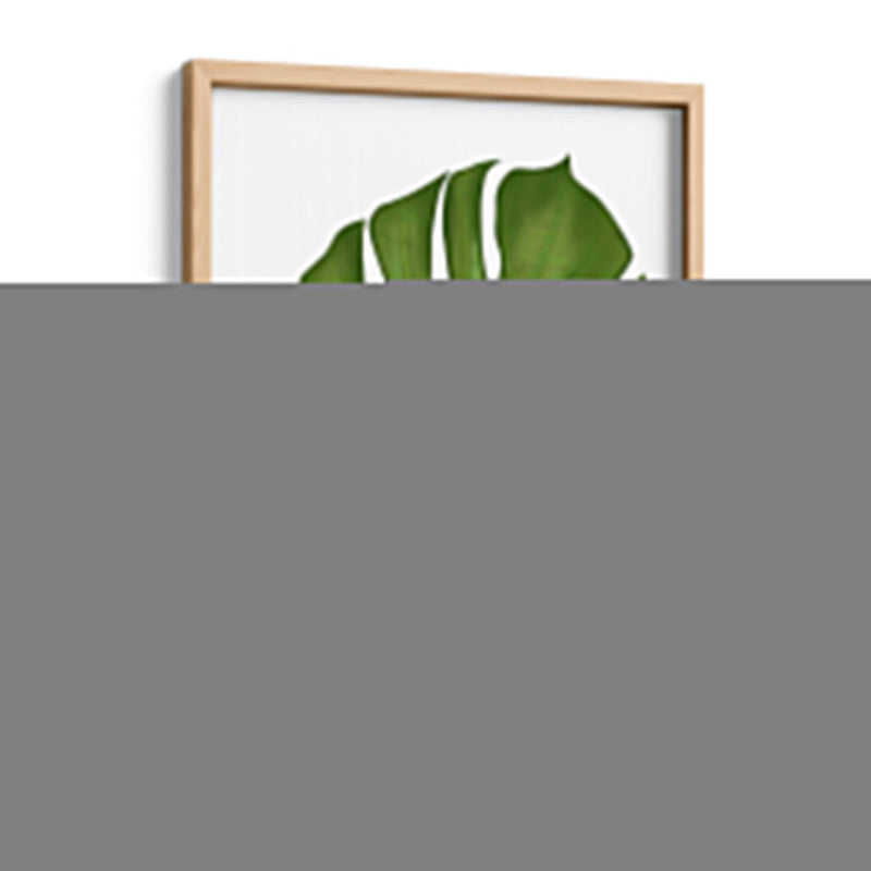 Hoja De Monstera 1, Verde En Blanco - Fab Funky | Cuadro decorativo de Canvas Lab