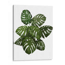 Planta De Monstera, Verde En Blanco - Fab Funky | Cuadro decorativo de Canvas Lab