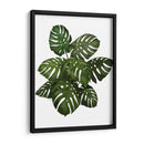 Planta De Monstera, Verde En Blanco - Fab Funky | Cuadro decorativo de Canvas Lab