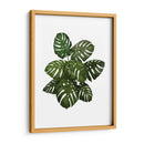 Planta De Monstera, Verde En Blanco - Fab Funky | Cuadro decorativo de Canvas Lab