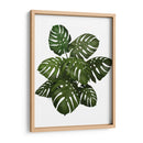 Planta De Monstera, Verde En Blanco - Fab Funky | Cuadro decorativo de Canvas Lab