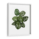 Planta De Monstera, Verde En Blanco - Fab Funky | Cuadro decorativo de Canvas Lab