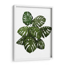 Planta De Monstera, Verde En Blanco - Fab Funky | Cuadro decorativo de Canvas Lab