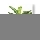 Plátano 1 - Fab Funky | Cuadro decorativo de Canvas Lab