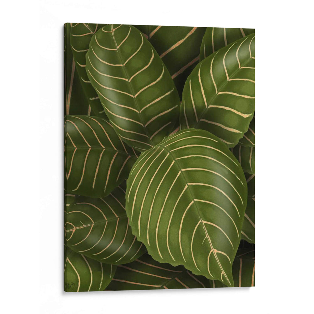 Aphelandri Leopoldi - Fab Funky | Cuadro decorativo de Canvas Lab