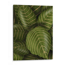 Aphelandri Leopoldi - Fab Funky | Cuadro decorativo de Canvas Lab