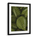 Aphelandri Leopoldi - Fab Funky | Cuadro decorativo de Canvas Lab