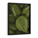 Aphelandri Leopoldi - Fab Funky | Cuadro decorativo de Canvas Lab