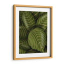 Aphelandri Leopoldi - Fab Funky | Cuadro decorativo de Canvas Lab