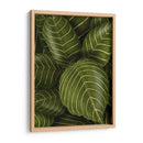 Aphelandri Leopoldi - Fab Funky | Cuadro decorativo de Canvas Lab