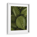 Aphelandri Leopoldi - Fab Funky | Cuadro decorativo de Canvas Lab