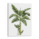 Banana Tree 2 - Fab Funky | Cuadro decorativo de Canvas Lab