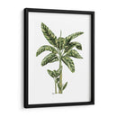 Banana Tree 2 - Fab Funky | Cuadro decorativo de Canvas Lab