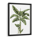 Banana Tree 2 - Fab Funky | Cuadro decorativo de Canvas Lab