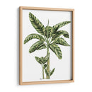 Banana Tree 2 - Fab Funky | Cuadro decorativo de Canvas Lab