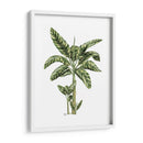 Banana Tree 2 - Fab Funky | Cuadro decorativo de Canvas Lab