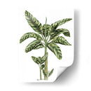 Banana Tree 2 - Fab Funky | Cuadro decorativo de Canvas Lab