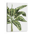 Plátano 3, Verde - Fab Funky | Cuadro decorativo de Canvas Lab