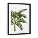 Plátano 3, Verde - Fab Funky | Cuadro decorativo de Canvas Lab