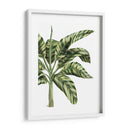 Plátano 3, Verde - Fab Funky | Cuadro decorativo de Canvas Lab