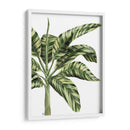 Plátano 3, Verde - Fab Funky | Cuadro decorativo de Canvas Lab