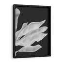 Hojas De Plátano 1, Blanco En Negro - Fab Funky | Cuadro decorativo de Canvas Lab