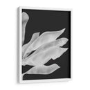 Hojas De Plátano 1, Blanco En Negro - Fab Funky | Cuadro decorativo de Canvas Lab