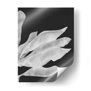 Hojas De Plátano 1, Blanco En Negro - Fab Funky | Cuadro decorativo de Canvas Lab