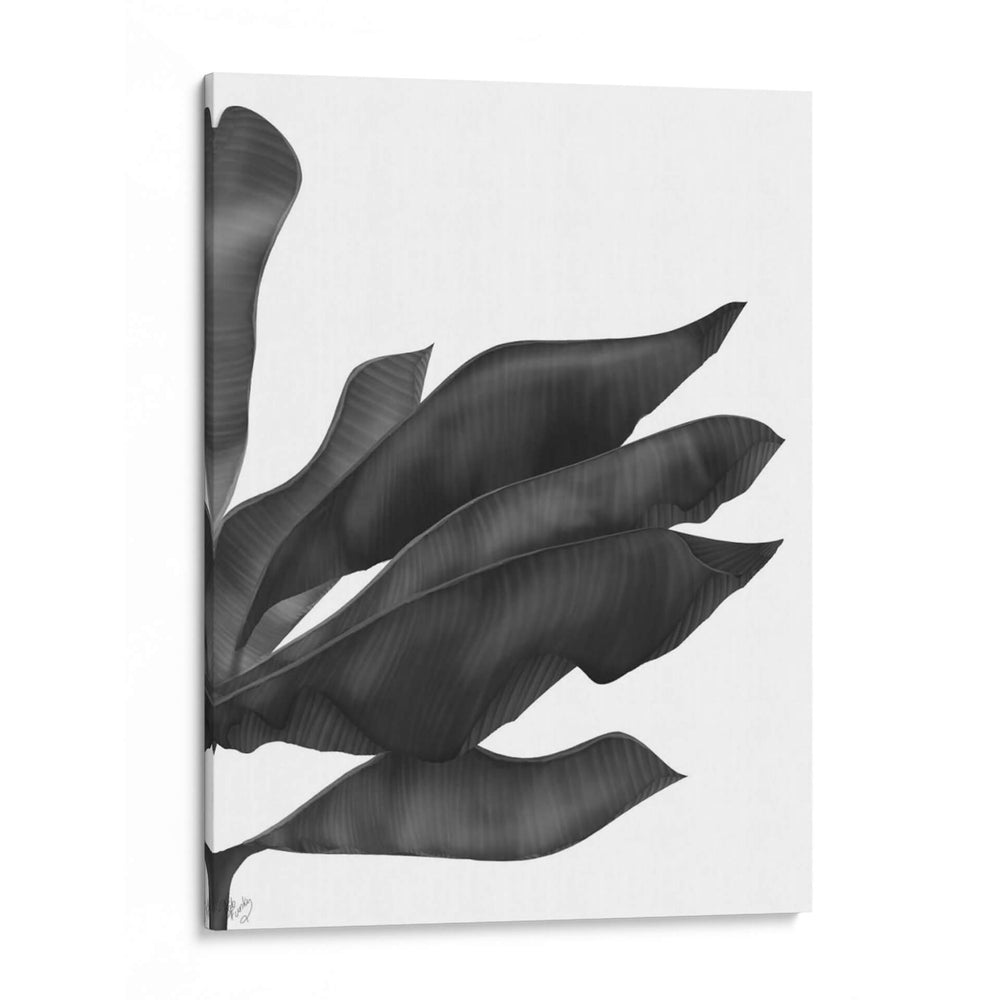 Hojas De Plátano 1, Negro En Blanco - Fab Funky | Cuadro decorativo de Canvas Lab