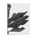 Hojas De Plátano 1, Negro En Blanco - Fab Funky | Cuadro decorativo de Canvas Lab
