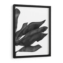 Hojas De Plátano 1, Negro En Blanco - Fab Funky | Cuadro decorativo de Canvas Lab