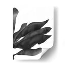 Hojas De Plátano 1, Negro En Blanco - Fab Funky | Cuadro decorativo de Canvas Lab