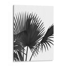 Fan Palm 1, Negro En Blanco - Fab Funky | Cuadro decorativo de Canvas Lab