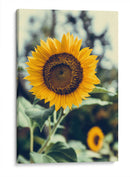 Bonito girasol | Cuadro decorativo de Canvas Lab