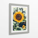 Bonito girasol | Cuadro decorativo de Canvas Lab