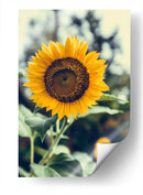 Bonito girasol | Cuadro decorativo de Canvas Lab