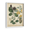 Jardín Encantado No Embellecido I - Sydenham Edwards | Cuadro decorativo de Canvas Lab