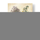 Jardín Encantado No Embellecido Ii - Sydenham Edwards | Cuadro decorativo de Canvas Lab