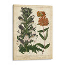 No-Embellish Enchanted Garden Iv - Sydenham Edwards | Cuadro decorativo de Canvas Lab