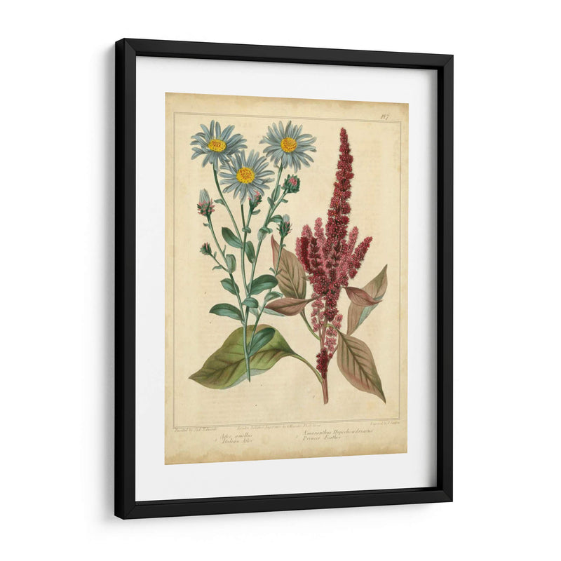 Garden Flora I - Sydenham Edwards | Cuadro decorativo de Canvas Lab