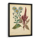 Garden Flora I - Sydenham Edwards | Cuadro decorativo de Canvas Lab