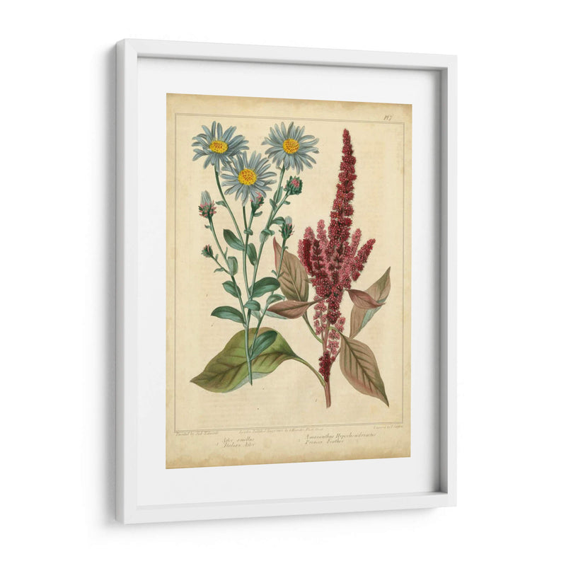 Garden Flora I - Sydenham Edwards | Cuadro decorativo de Canvas Lab